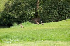 Nilgans (4 von 4).jpg